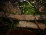 Tomentella ferruginea image