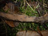 Tomentella ferruginea image