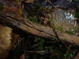 Tomentella ferruginea image