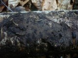 Tomentella fuscocinerea image