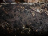 Tomentella fuscocinerea image