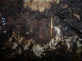 Tomentella fuscocinerea image