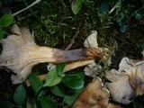 Tomentella lapida image