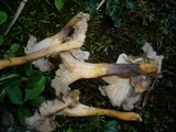 Tomentella lapida image