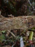 Tomentella olivascens image