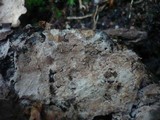 Tomentella sublilacina image