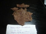Tomentella terrestris image