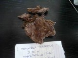 Tomentella terrestris image