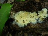 Image of Tomentellopsis bresadoliana