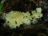 Tomentellopsis bresadoliana image