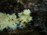 Tomentellopsis bresadoliana image