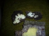 Tomentellopsis echinospora image