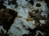 Tomentellopsis zygodesmoides image