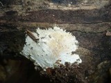 Tomentellopsis zygodesmoides image