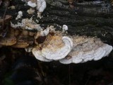 Trametopsis cervina image