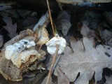 Trametopsis cervina image
