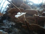 Trametopsis cervina image