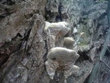 Trametes suaveolens image