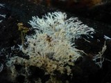 Trechispora cohaerens image