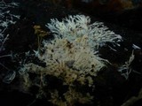 Trechispora cohaerens image