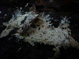 Trechispora cohaerens image