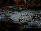 Trechispora farinacea image