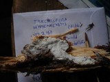 Trechispora hymenocystis image