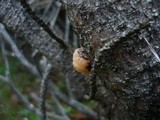 Tremella encephala image