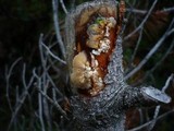 Tremella encephala image