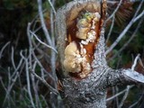 Tremella encephala image