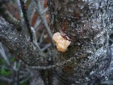 Tremella encephala image