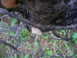 Tremella encephala image