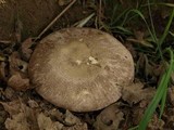 Agaricus deardorffensis image