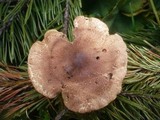 Tricholoma imbricatum image