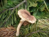 Tricholoma imbricatum image