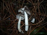 Tricholoma terreum image
