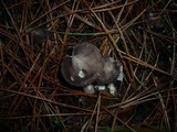 Tricholoma terreum image