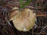 Tricholoma joachimii image