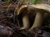 Tricholoma joachimii image