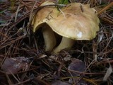 Tricholoma joachimii image