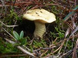 Tricholoma joachimii image