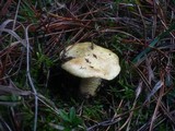 Tricholoma joachimii image