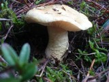 Tricholoma joachimii image