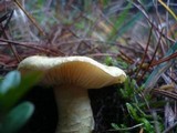 Tricholoma joachimii image