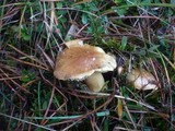 Tricholoma joachimii image