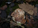 Tricholoma populinum image