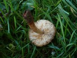 Tricholoma psammopus image