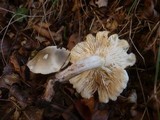 Tricholoma saponaceum image