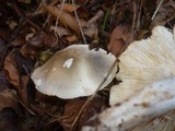 Tricholoma saponaceum image