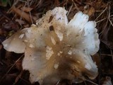 Tricholoma saponaceum image
